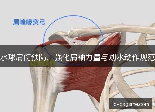 水球肩伤预防，强化肩袖力量与划水动作规范